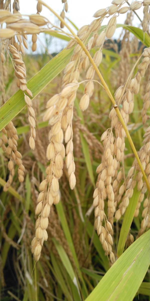令和３年度　三重県産　もち米　玄米　5kg　減農薬　あゆみもち　色彩選別機使用_画像1