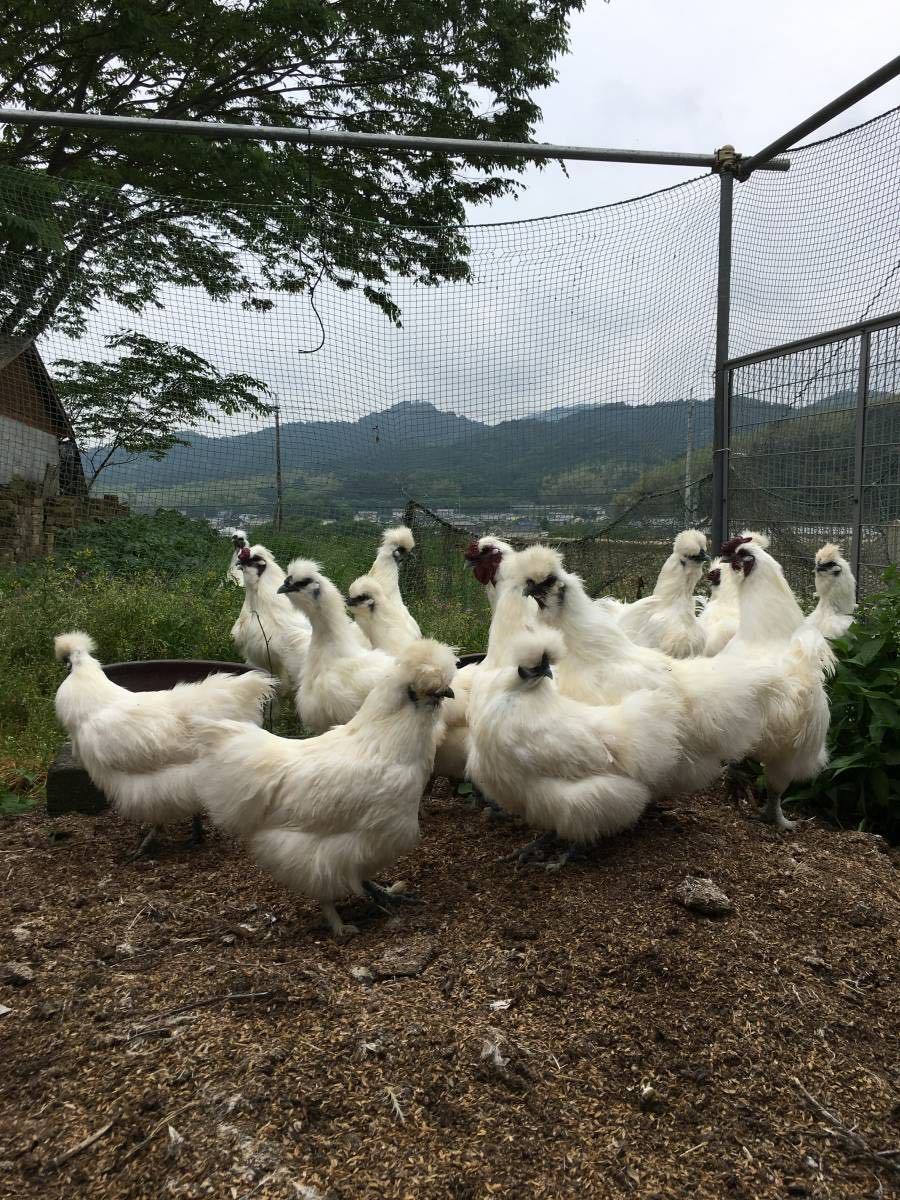 平飼い烏骨鶏の有精卵５個　期間限定値引き_画像1