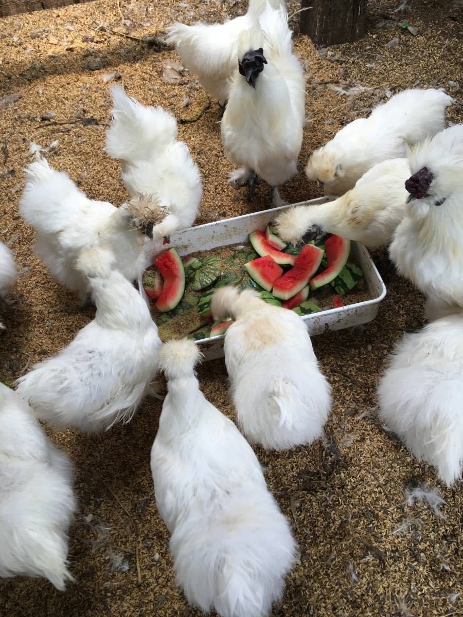 平飼い烏骨鶏の有精卵５個　期間限定値引き_画像9