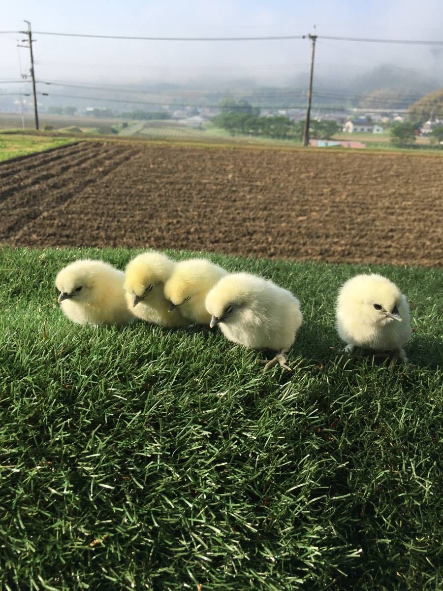 平飼い烏骨鶏の有精卵５個　期間限定値引き_画像3