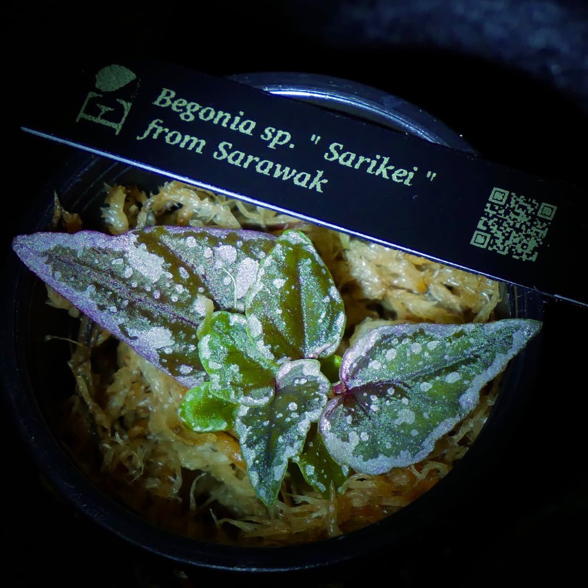 Begonia sp " Sarikei " 〔R1214-03a〕ベゴニア・サリケイピンク　ウジェニーパルダリウム 