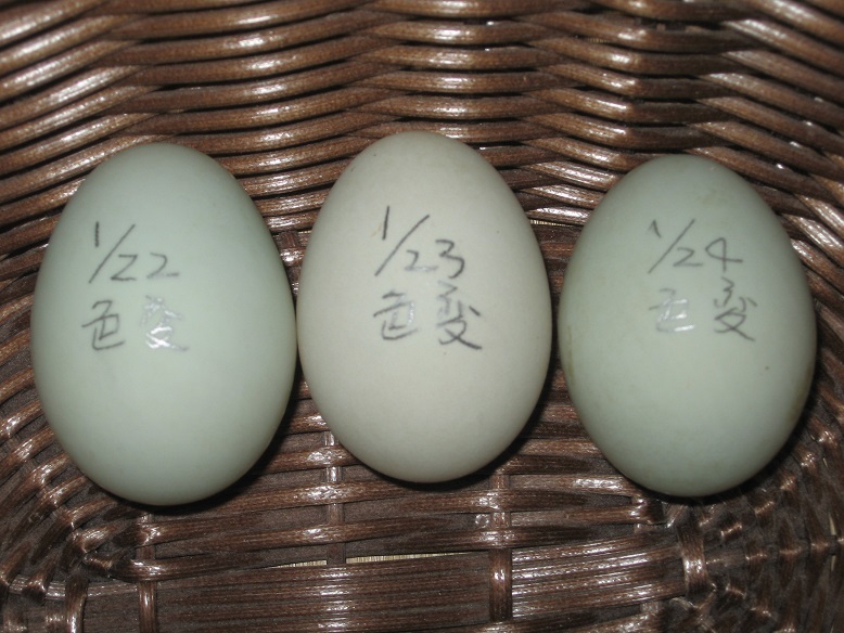 コールダック(色変わり) 孵化用卵 ３個_画像1