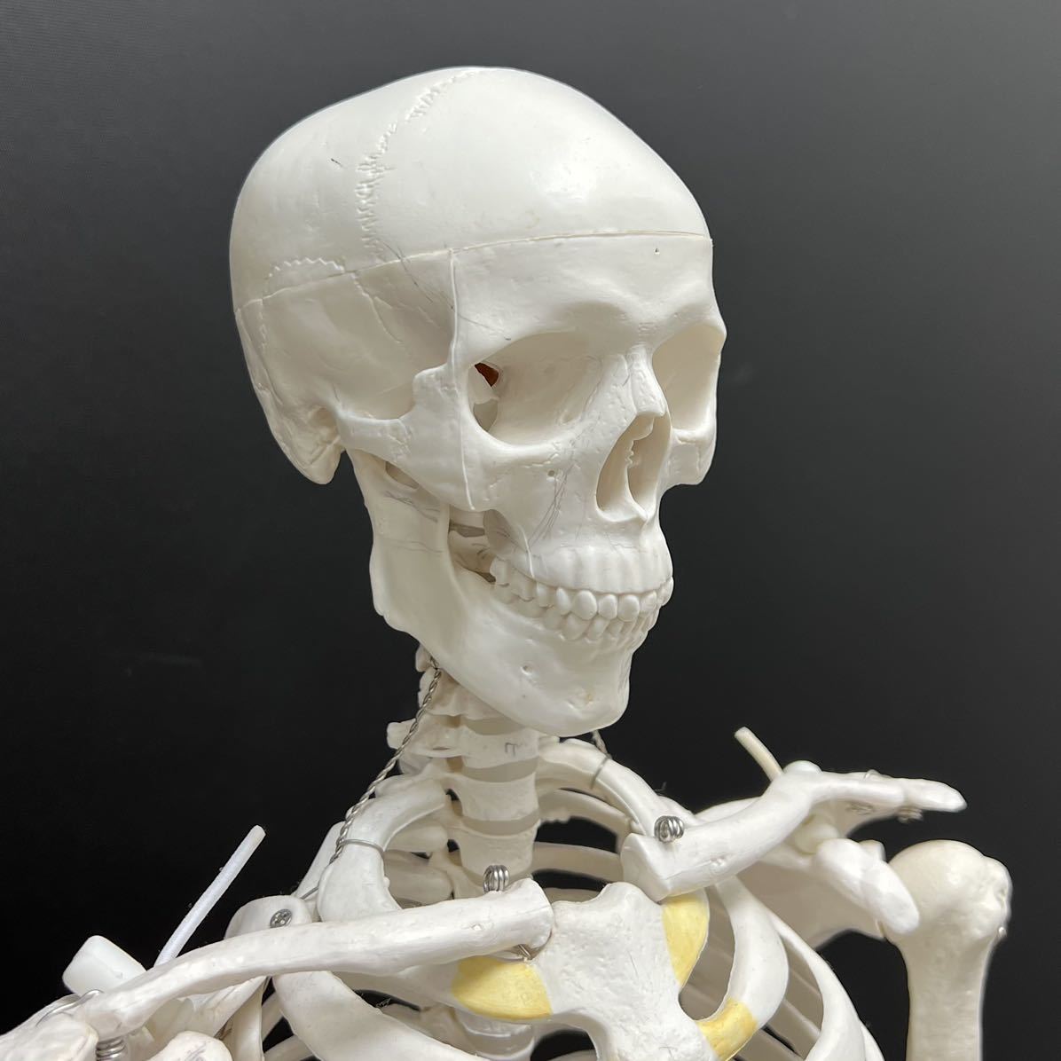 79cm 骨格模型 人体模型 全身 全体 人間 全身骨格 スタンド付属 医学 研究 イラスト デッサン デザイン 資料 兵庫県姫路市発 E2 その他 売買されたオークション情報 Yahooの商品情報をアーカイブ公開 オークファン Aucfan Com 79cm 骨格模型 人体模型 全身 全体 人間 全身骨格 スタンド付属 医学 研究 イラスト デッサン デザイン 資料 兵庫県姫路市発 E2 その他 売買されたオークション情報 Yahooの商品情報をアーカイブ公開 オークファン Aucfan Com