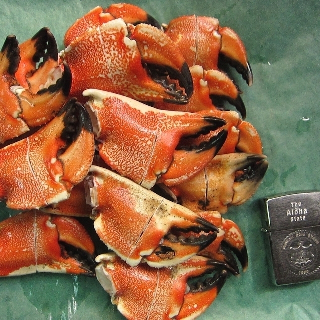 【3箱】最大級イチョウ蟹「JONAH CRAB親爪-1kg」リングカット品　カナダ産、20本位で1kg ボイル済み_画像8