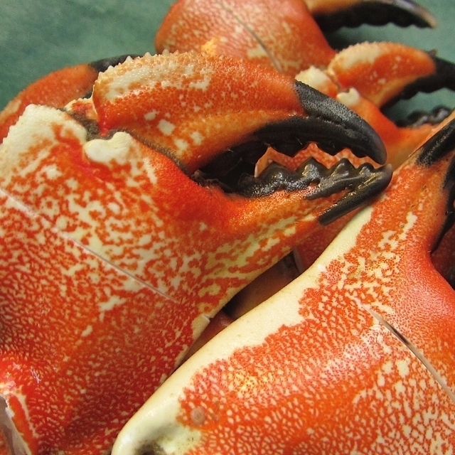 【3箱】最大級イチョウ蟹「JONAH CRAB親爪-1kg」リングカット品　カナダ産、20本位で1kg ボイル済み_画像3