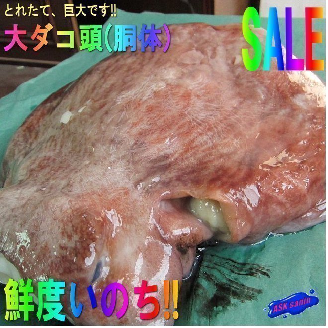 珍品・珍味「20kgの水タコ胴体(頭)6.7kg」お刺身、タコ鍋に　（活冷凍）『魚王国』 境港産_画像1