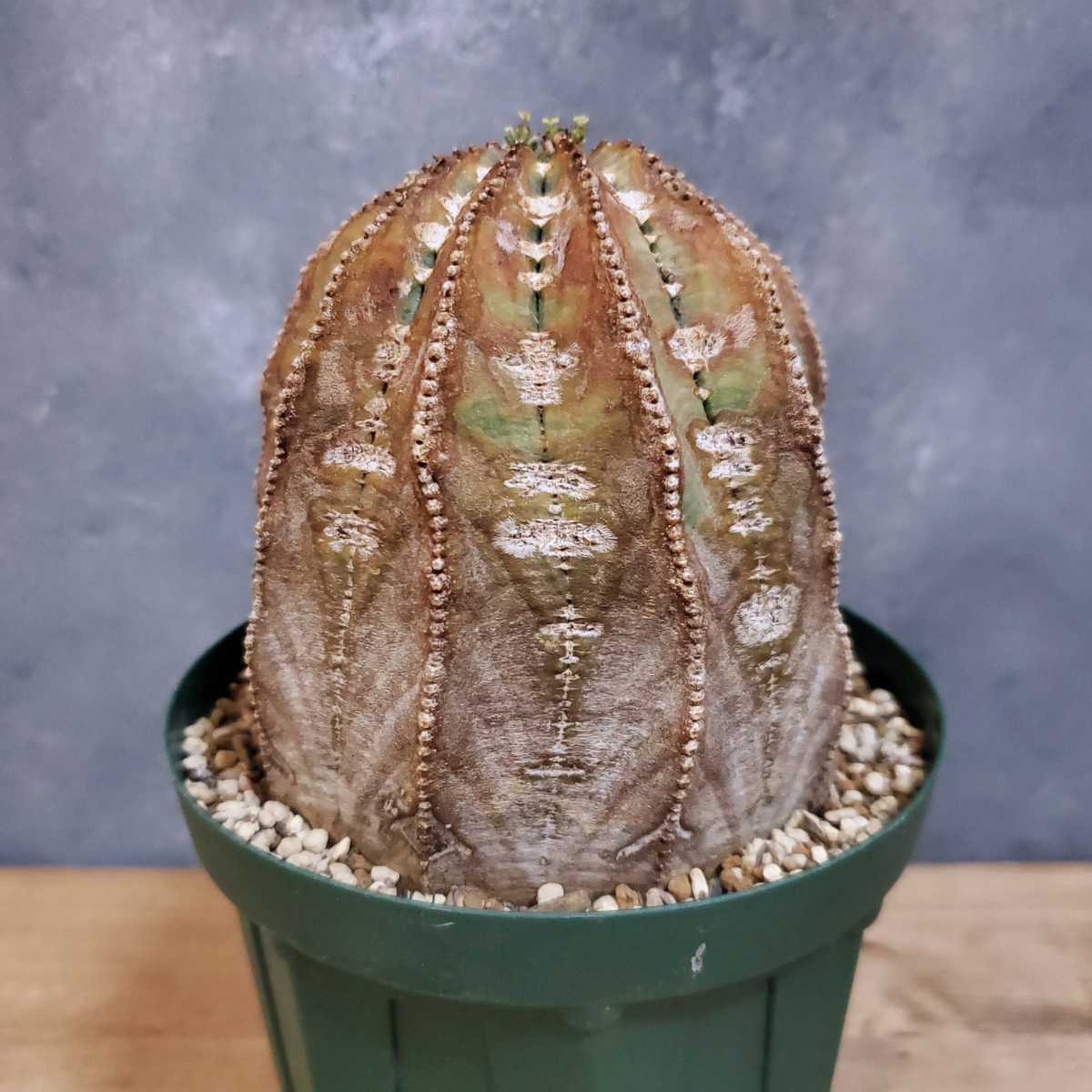 22年秋冬新作 Obesa Euphorbia ユーフォルビア 13 木質化 オベサ 植物 観葉植物 Oceanrepublicbrewing Com