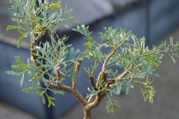 Othonna sp. feather leaves×Othonna graveolens オトンナ Othonna sp. feather leaves×Othonna graveolens オトンナ