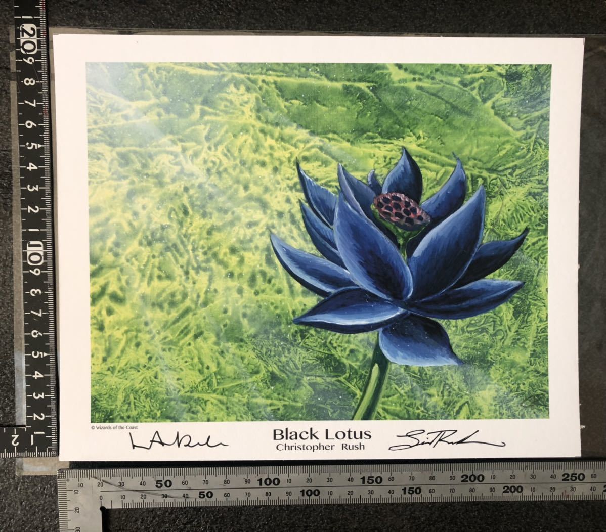 MTG Black Lotus ブラックロータス　アートプリント_画像1