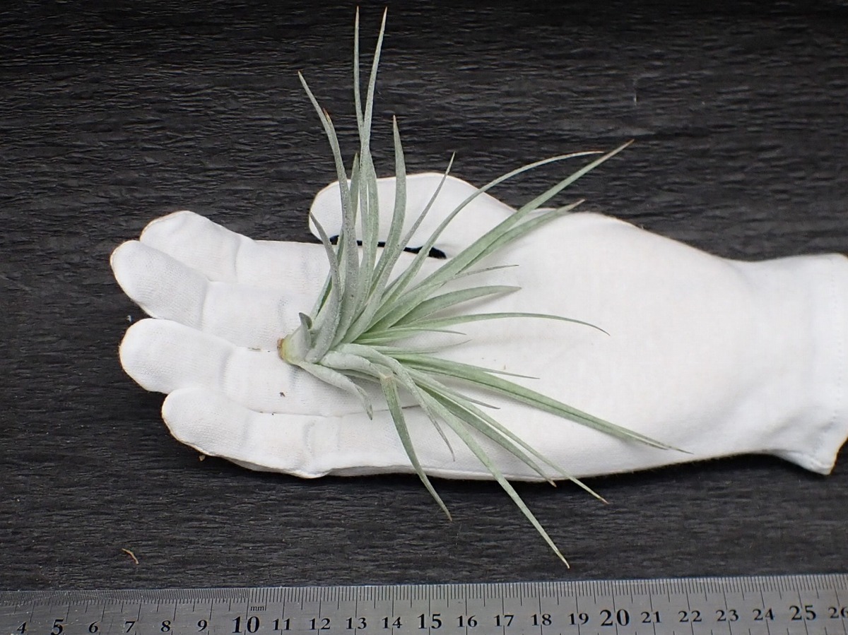 Tillandsia Cotton Candy チランジア コットンキャンディ エアプランツco 第四種 税別1円 アナナス 売買されたオークション情報 Yahooの商品情報をアーカイブ公開 オークファン Aucfan Com Tillandsia Cotton Candy チランジア コットンキャンディ エアプランツco 第四種 税別1円 アナナス 売買されたオークション情報 Yahooの商品情報をアーカイブ公開 オークファン Aucfan Com