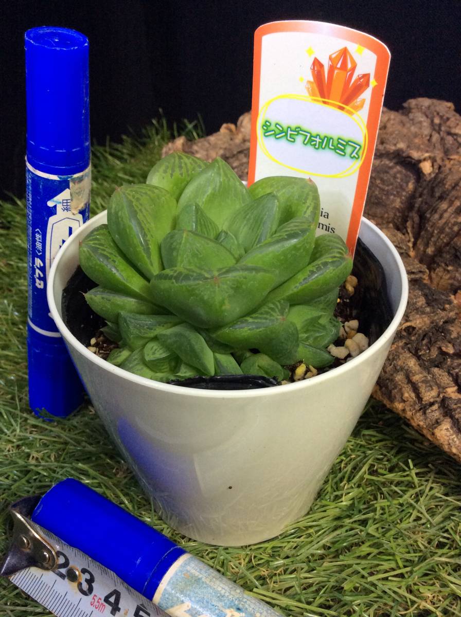 国産品 多肉植物です ハオルチア属 常緑多年草 シンビフォルミス です まとめて取引きするとお得です Www iwearparts Com 国産品 多肉植物です ハオルチア属 常緑多年草 シンビフォルミス です まとめて取引きするとお得です Www iwearparts Com