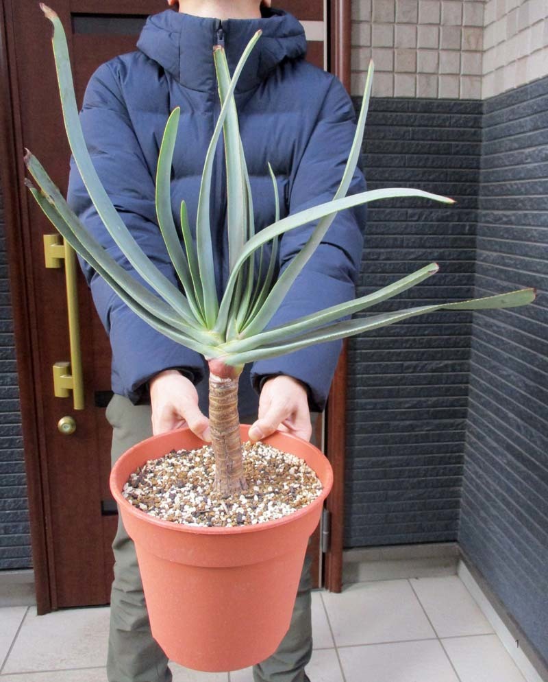 ダブルヘッド アロエ プリカティリス Aloe Plicatilis ７号鉢 ｄ７ Eumundigroup Com Au