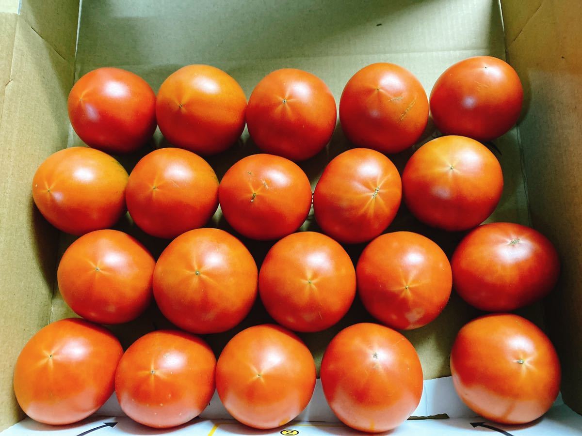 高知県産　夜須のフルーツトマト　20玉前後　コンパクトボックス送料無料_画像2