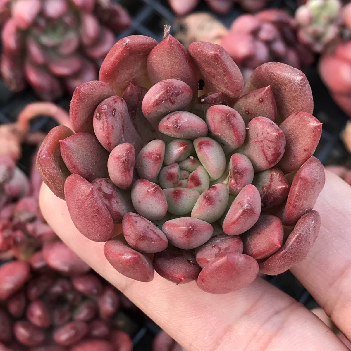 a31-2 エケベリア 30個 Echeveria Magic Red エケベリア マジックレッド多肉植物 観葉植物 超美苗_画像4