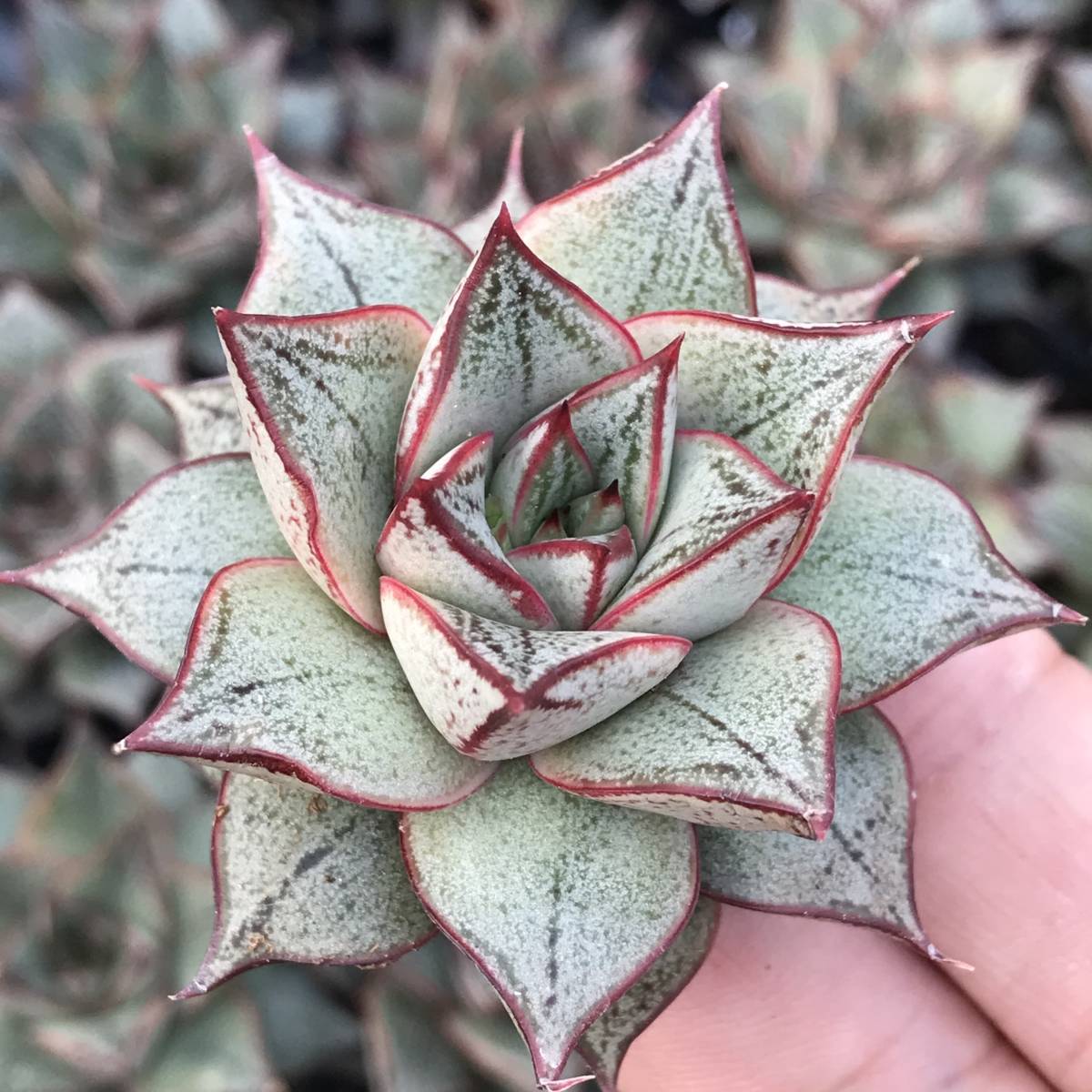 a34 エケベリア 30個 Echeveria Purpusorumパーパソルム・ホワイトフォーム多肉植物 観葉植物 超美苗_画像1