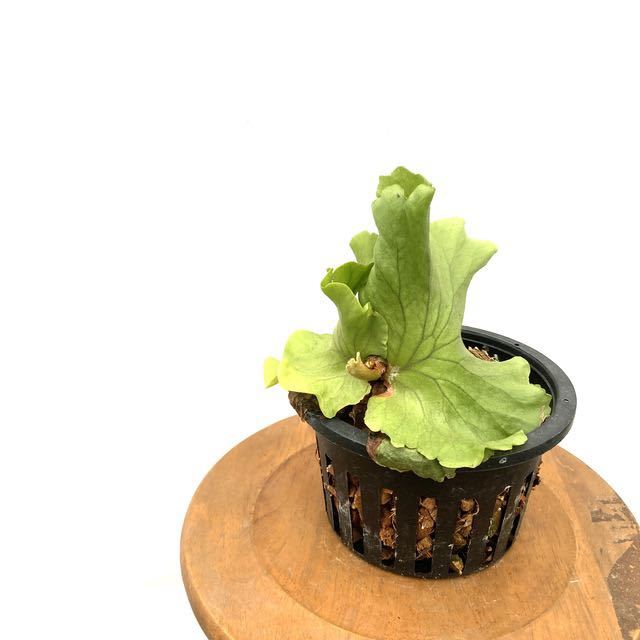 現品) コウモリラン 'キッチャクード' (No.40519) (ビカクシダ