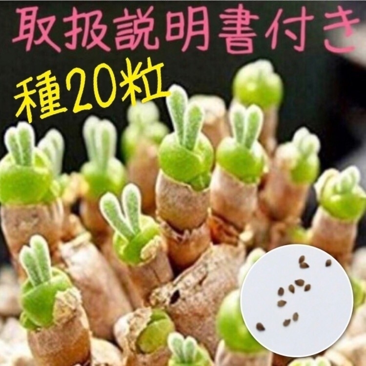 種20粒　モニラリア　うさぎの耳　育て方説明書付　多肉植物_画像1