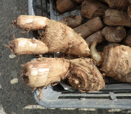 ◆規格外　訳あり 里芋系　（3種 約5ｋｇ）食べ比べ　里芋　八つ頭（八つ子）タケノコ芋（小芋）　　◆_欠かないでそのままで送ります。