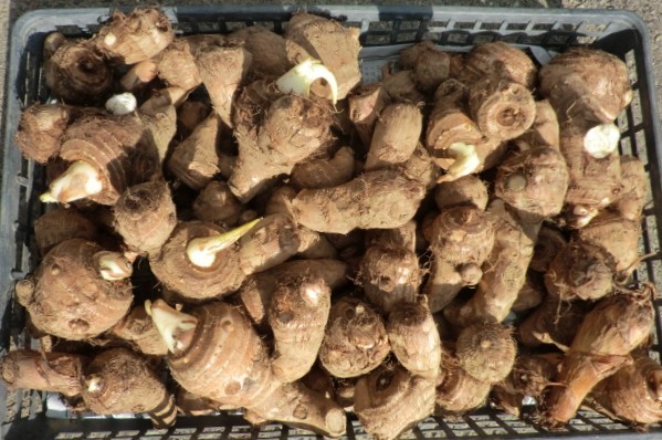 ◆規格外　訳あり 里芋系　（3種 約5ｋｇ）食べ比べ　里芋　八つ頭（八つ子）タケノコ芋（小芋）　　◆_里芋の子芋、孫芋の規格外になります。