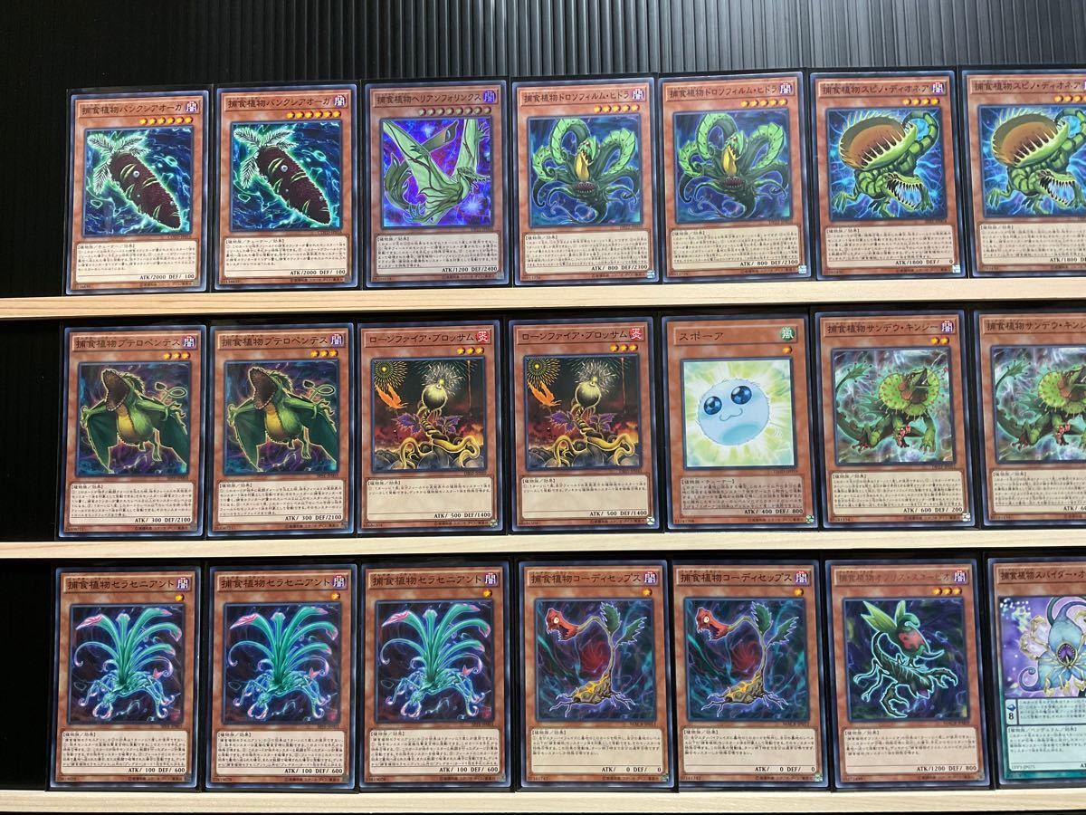 遊戯王 捕食植物デッキ メイン40エクストラ15スリーブ付|Yahoo 遊戯王 捕食植物デッキ メイン40エクストラ15スリーブ付|Yahoo