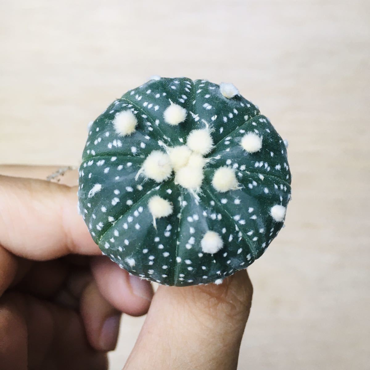 11 アストロフィツム 大疣ドーナツ兜 実生 多肉植物 サボテンAstrophytum asterias “Donutkabuto”_画像3