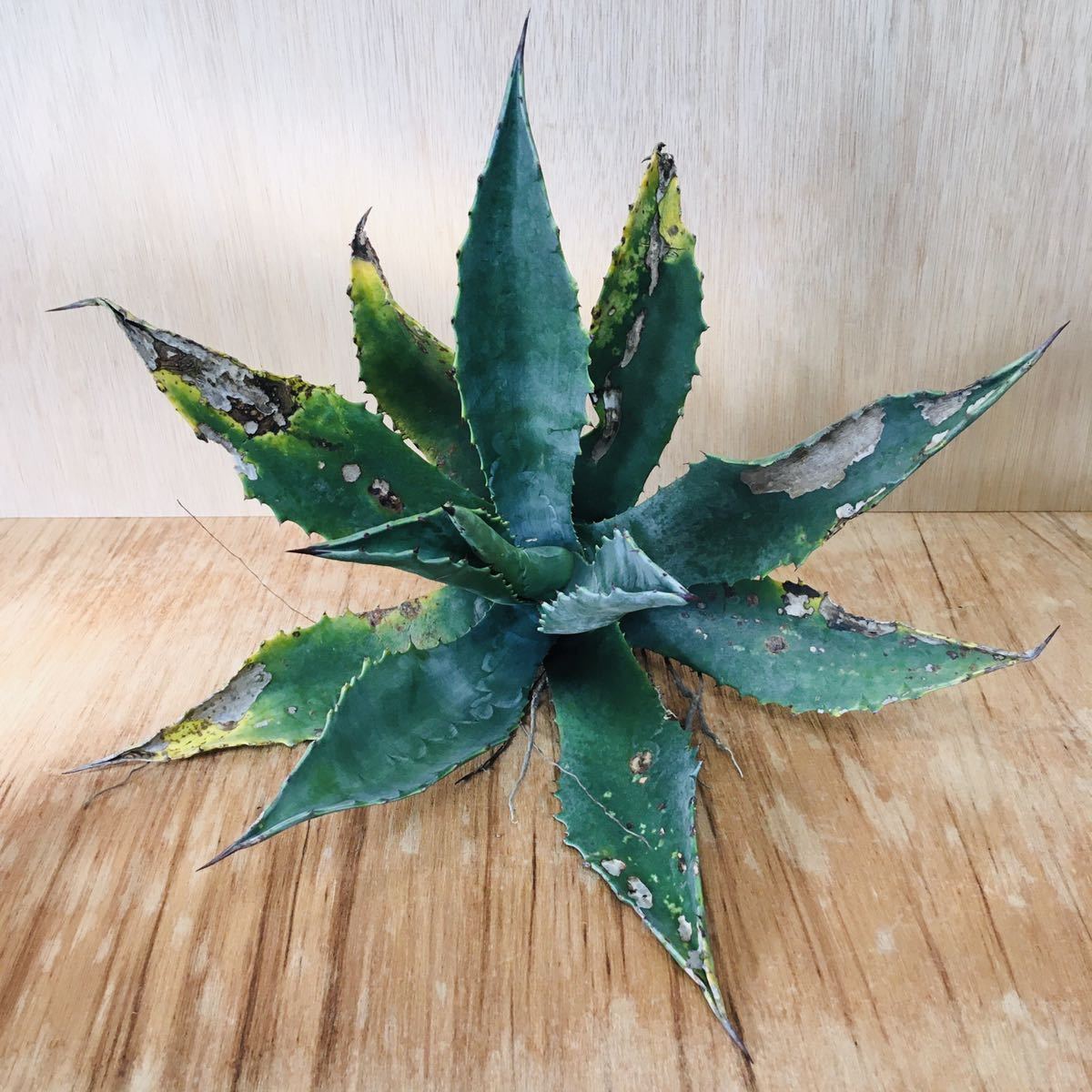 1アガベ プロトアメリカーナ ジェントリー 濃緑巾広葉タイプ 実生 大苗 多肉植物 Agave americana ssp. protamericana Gentry_画像8