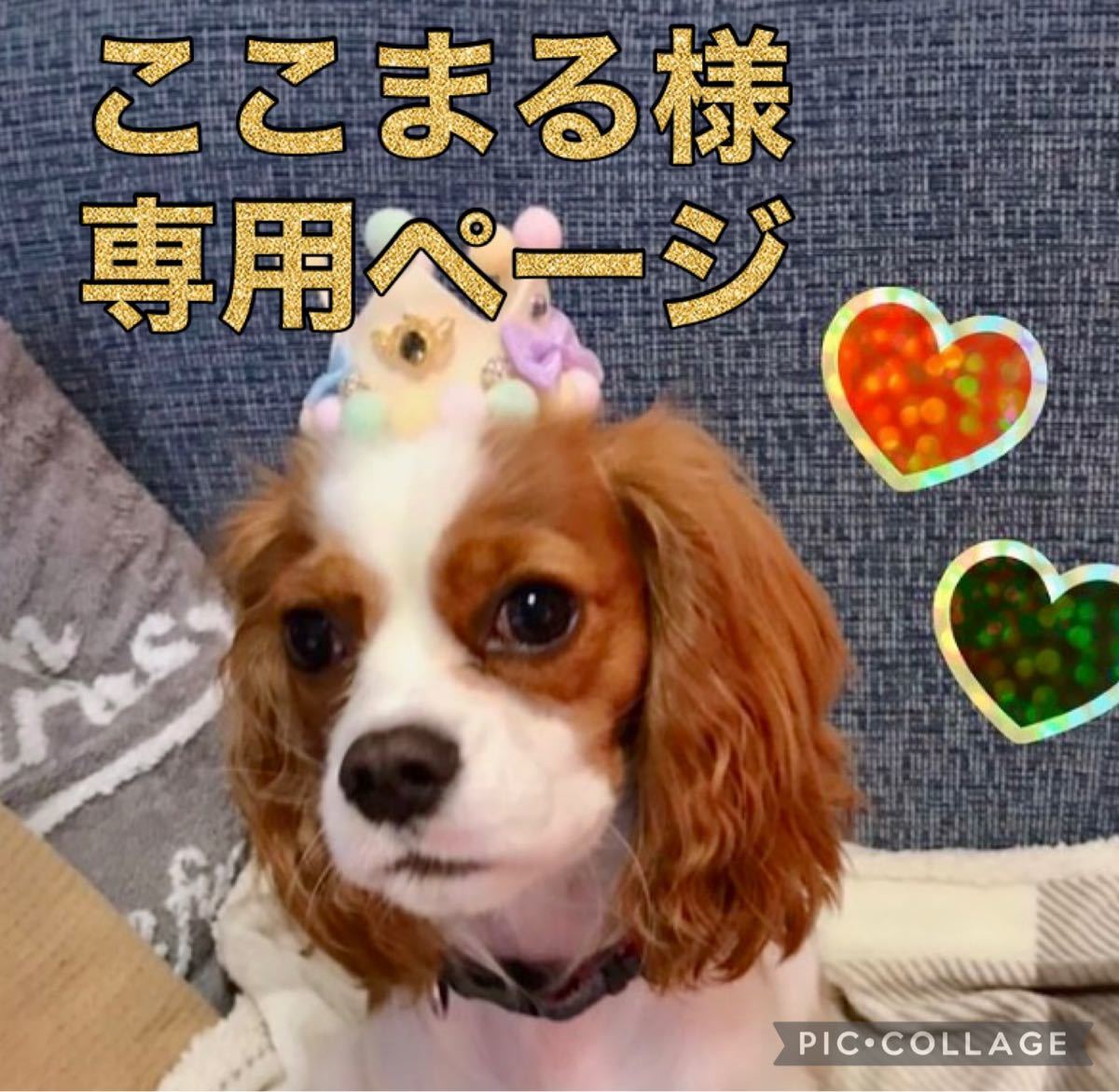 保護犬GO】ここまる様専用ページです ご本人様以外はお控えください