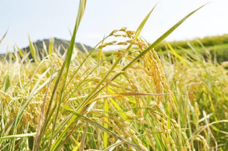 2021年産 新米 キヌヒカリ 玄米（白米可）30㎏　減農薬有機肥料栽培です。　ご希望があれば精米もしますよ。_画像2