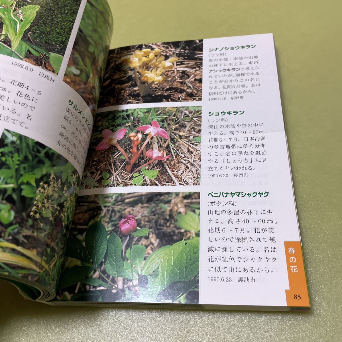 信州 野山の花　野草植物