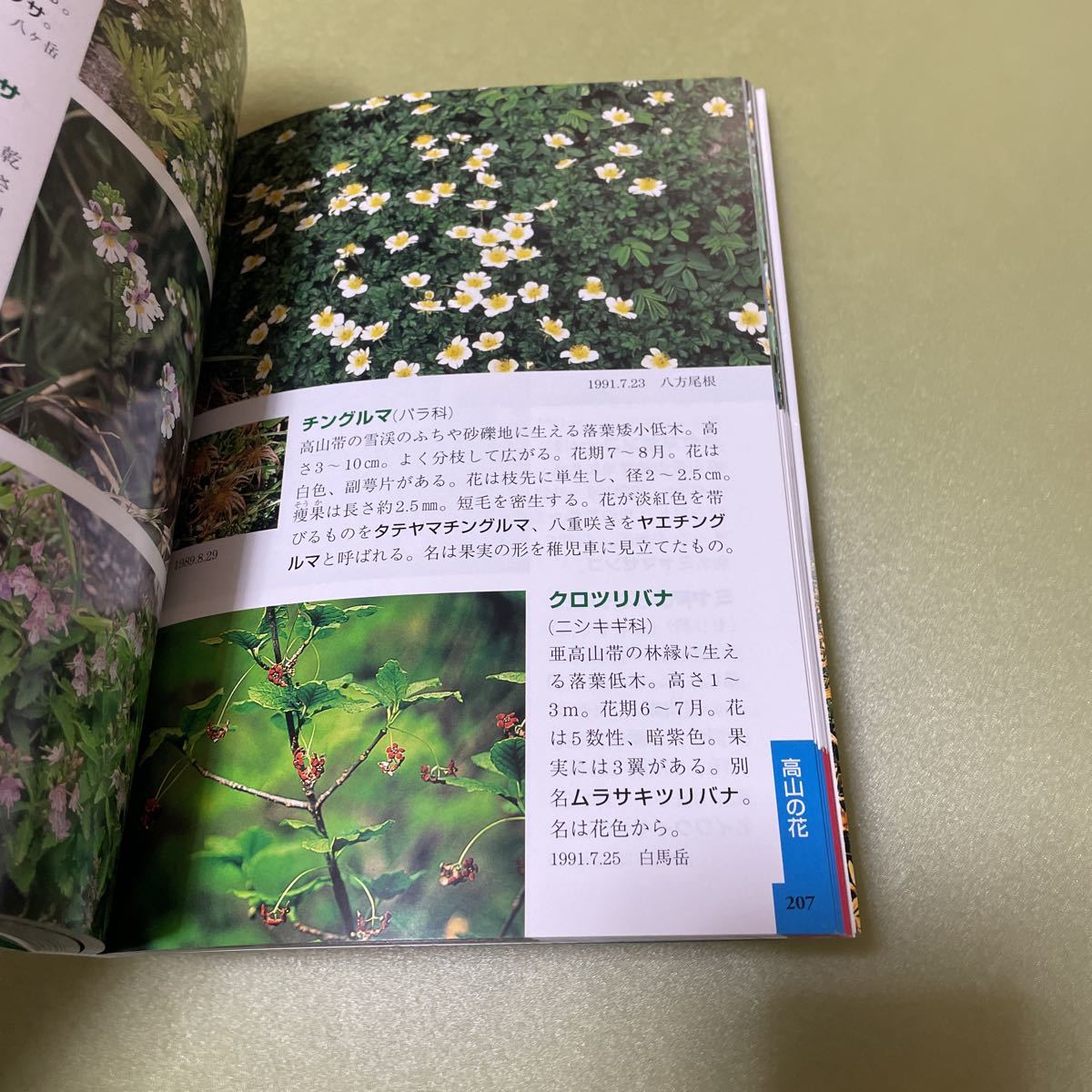 信州 野山の花　野草植物