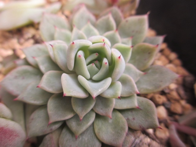 ★多肉植物★カット苗★ギルバの薔薇★1カット★寄せ植えに★コレクション★_現在の様子　出品苗ではありません