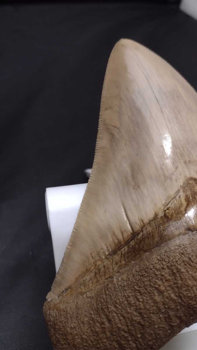 メガロドン サメの歯　約13.0cm　 239グラム　超美麗セレーション　ライトブラウン系 　化石 インドネシア産　bc04015_画像7