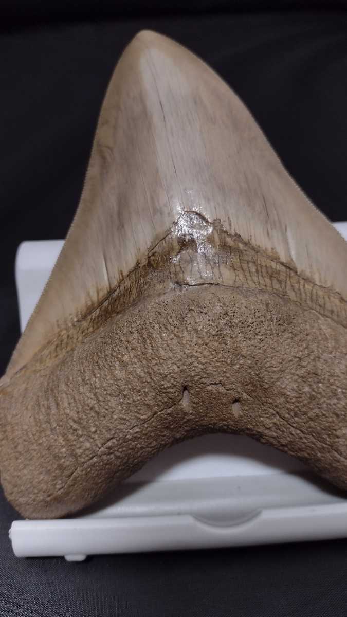 メガロドン サメの歯　約13.0cm　 239グラム　超美麗セレーション　ライトブラウン系 　化石 インドネシア産　bc04015_画像6