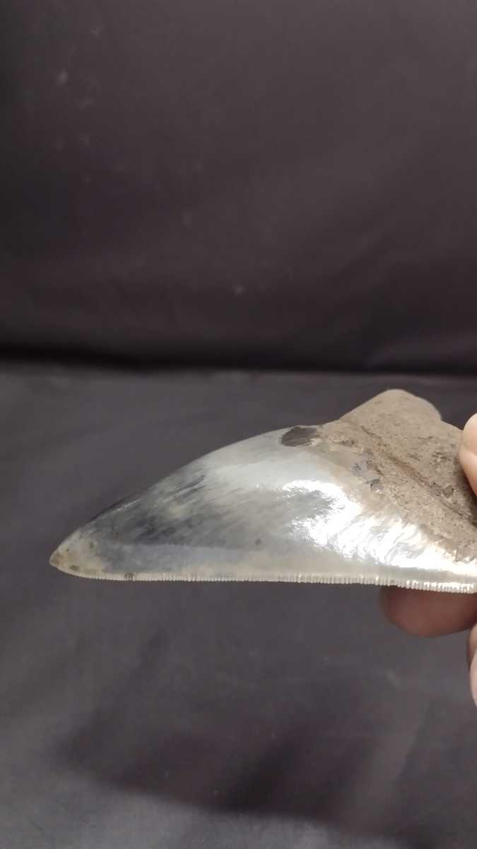 メガロドン サメの歯　約11.1cm　 156グラム　超美麗セレーション　ライトブルー系 　化石 サウスカロライナ産　bc 03155