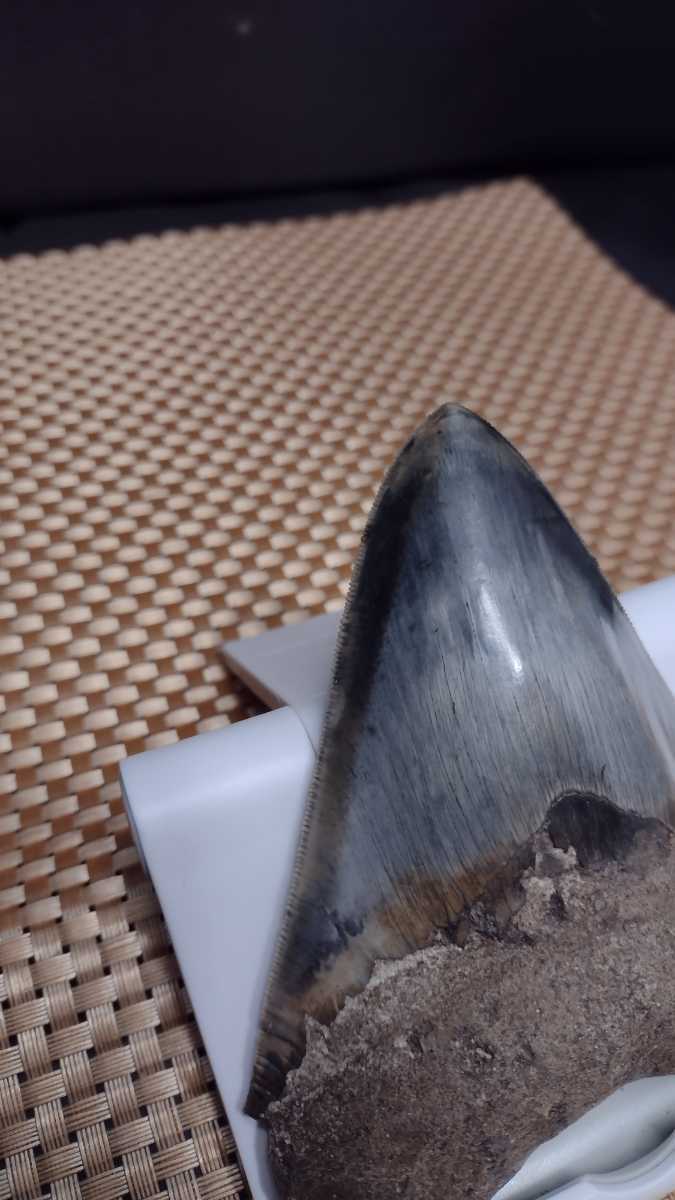 メガロドン サメの歯　約11.1cm　 156グラム　超美麗セレーション　ライトブルー系 　化石 サウスカロライナ産　bc 03155