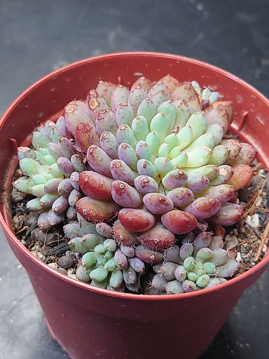 Yahoo!オークション - 多肉植物 韓国苗 ルンデリー群生 Yahoo!オークション - 多肉植物 韓国苗 ルンデリー群生