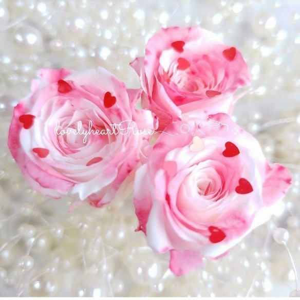ハートローズ　花材　 ハーバリウム花材 プリザーブドフラワー