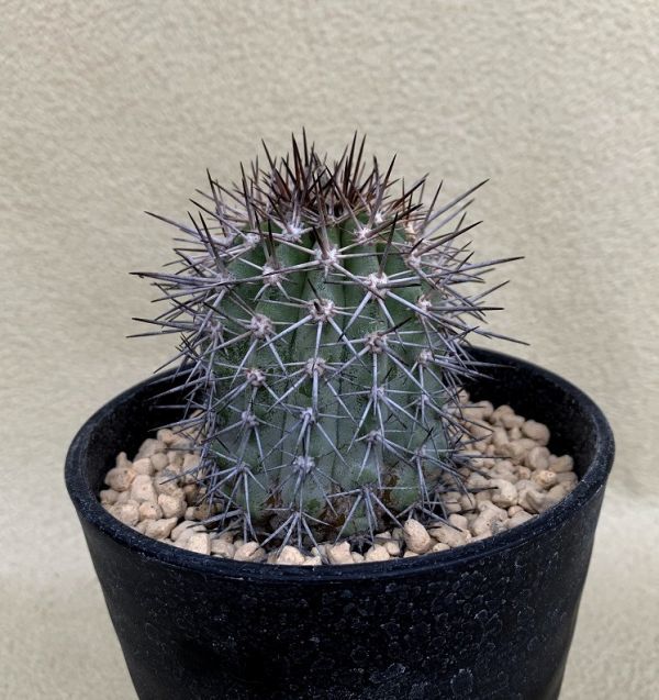 Yahoo!オークション - コピアポア・レンベッキー/Copiapoa lembckei Yahoo!オークション - コピアポア・レンベッキー/Copiapoa lembckei