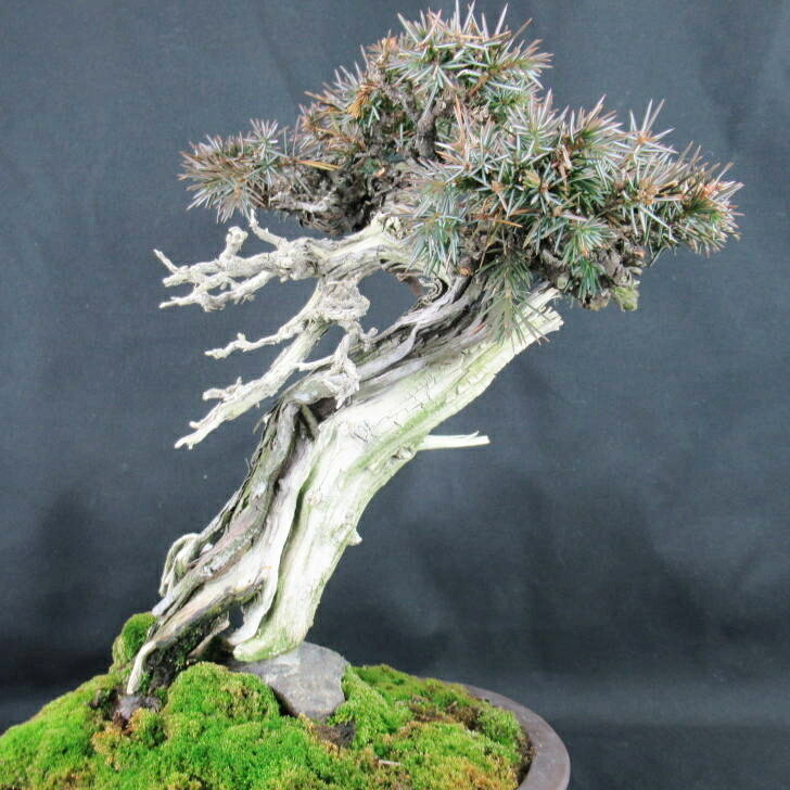高価値】 としょう rigida Juniperus 杜松 Needle 現品 盆栽 常緑樹 