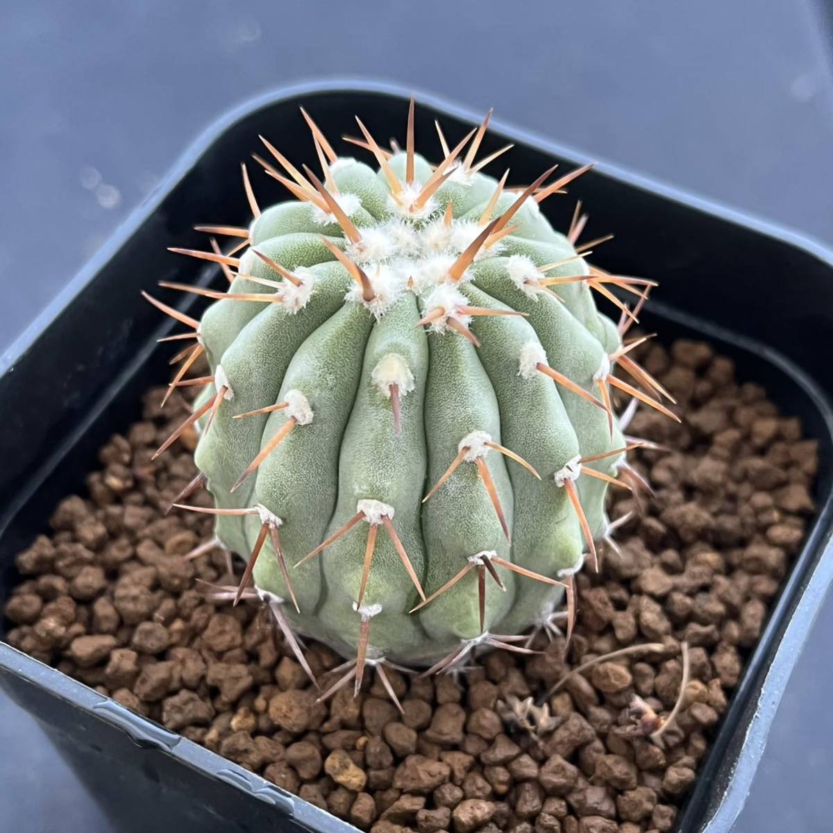 ☆サボテン・多肉植物☆807☆ コピアポア コルムナアルバ 孤竜丸 ☆サボテン・多肉植物☆807☆ コピアポア コルムナアルバ 孤竜丸