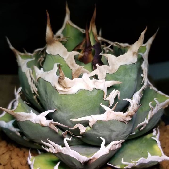 アガベ チタノタ EUスペシャル 子株① 初出し agave アガベ チタノタ EUスペシャル 子株① 初出し agave