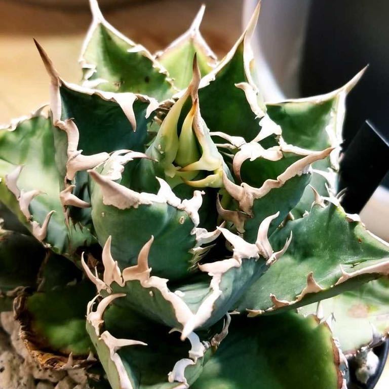 アガベ チタノタ 強棘密集タイプ 子株① agave www.gastech.com.tr