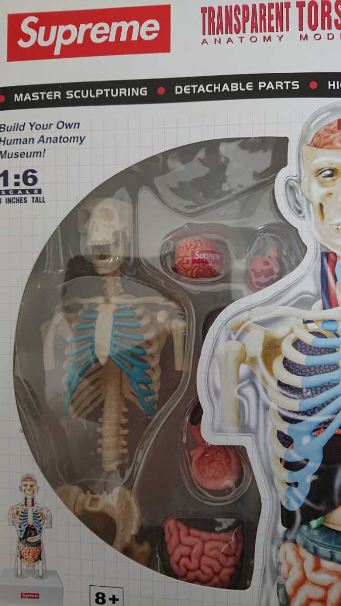 極美 Supreme 人体模型 Male Anatomy Model Torso box logo(その他)｜売買されたオークション情報