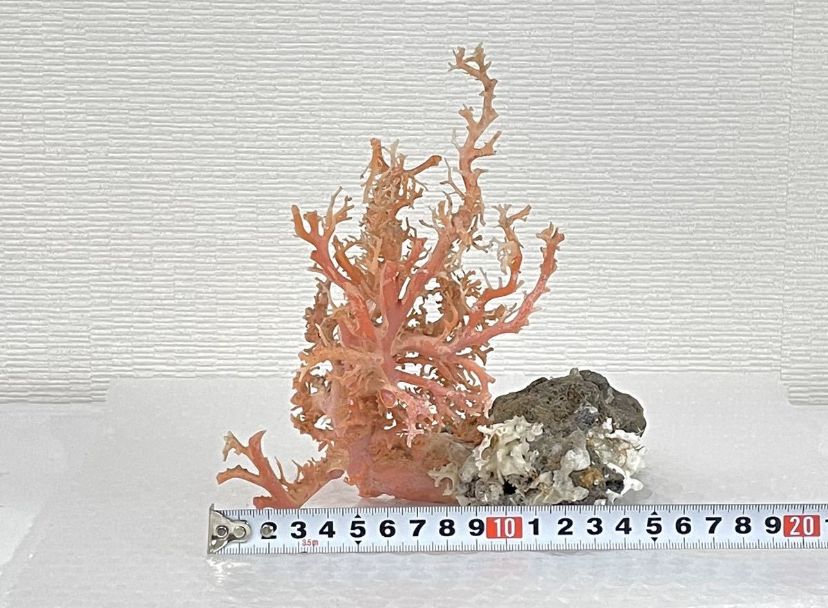 ヤフオク! - 送料無料【珊瑚 原木】天然 ピンク珊瑚 サンゴ 珊瑚枝 石...