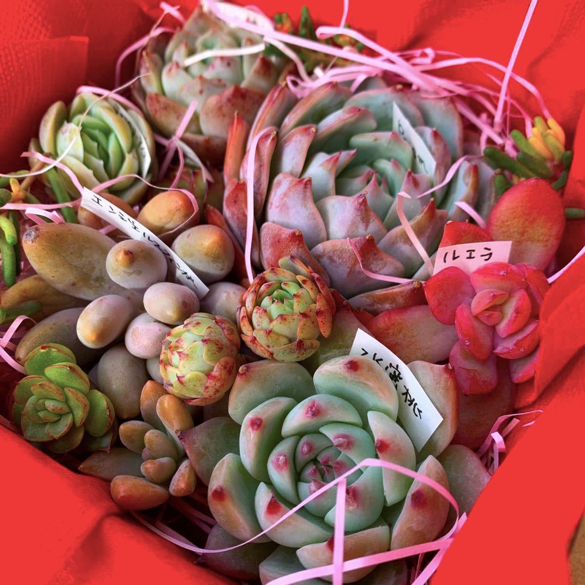 日本人気超絶の 多肉植物カット苗 セダムQ 寄せ植えセット ongas.com.pe