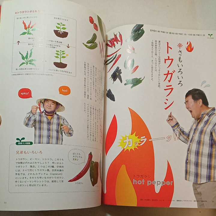 zaa-299♪NHK 趣味の園芸ビギナーズ & やさいの時間『小さな緑を育てる』 2008年 06月号 [雑誌] 雑誌 2008/5/21_画像6