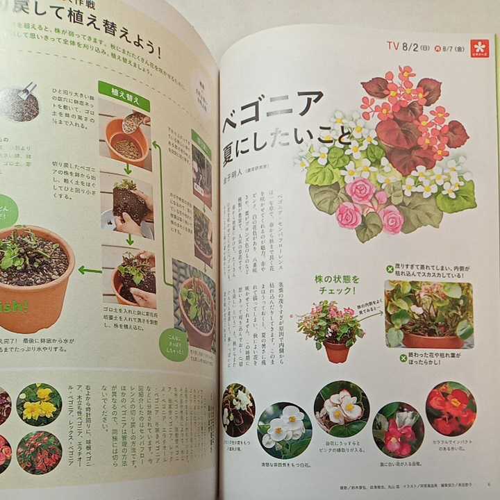 zaa-299♪NHK 趣味の園芸ビギナーズ & やさいの時間 2009年 08月号 [雑誌] 『これはうまい!秋冬野菜　ブロッコリ－・カリフラワー 』_画像4