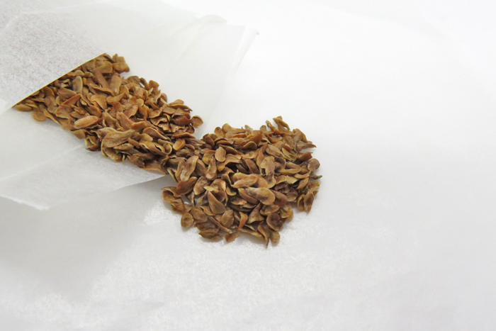Hechtia sp. Rio Zapotitlan seeds approximately 50 bead (α07)