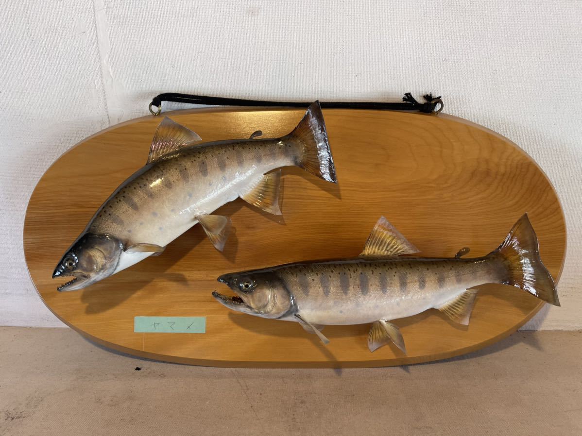 コレクター 放出品 ヤマメ 魚 剥製 無垢板 仕様 インテリア 飾り コレクター 放出品 ヤマメ 魚 剥製 無垢板 仕様 インテリア 飾り