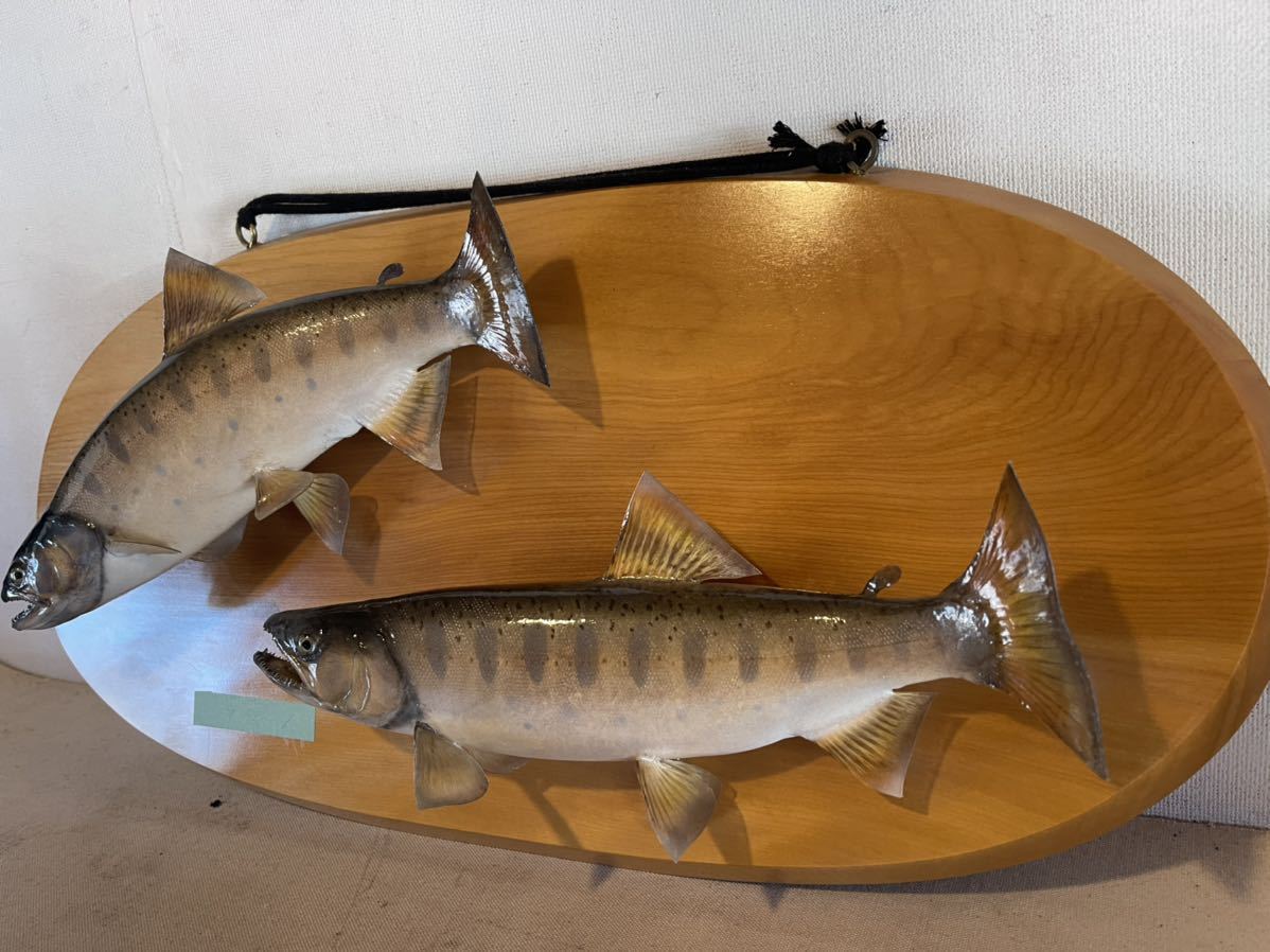 コレクター 放出品 ヤマメ 魚 剥製 無垢板 仕様 インテリア 飾り コレクター 放出品 ヤマメ 魚 剥製 無垢板 仕様 インテリア 飾り
